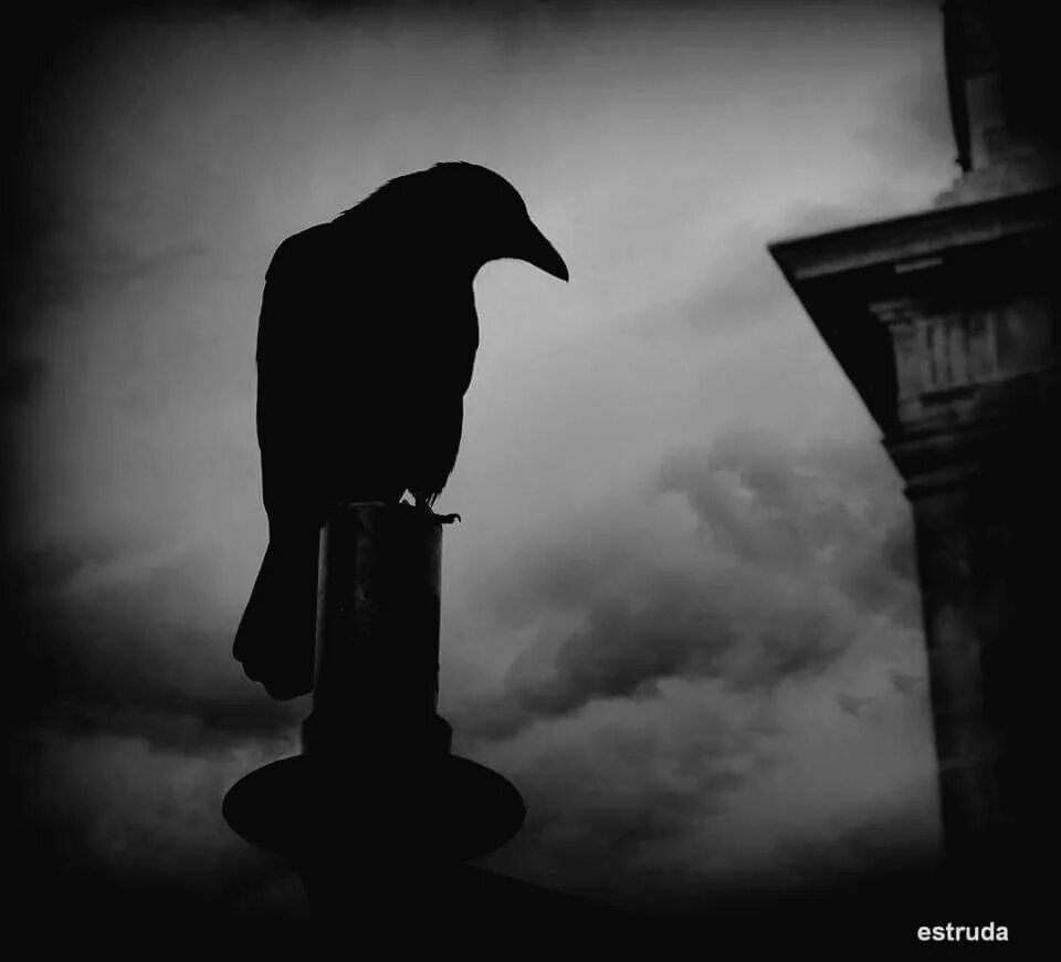 Одинокий ворон. Одинокие птицы. Грустный ворон. Черный ворон. Night crows вороны