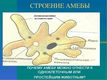 Строение простейших организмов