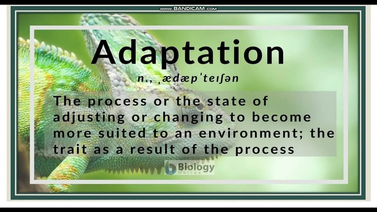 Поесерь перфект сонтиниус. Adapt to or for. Adaptation examples. Adaptation to the environment. 1.