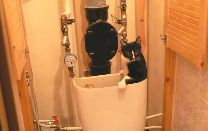 Кот сантехник года. Кот водопроводчик. Котики сантехники. Кот водопроводчик. Кот в форточке.