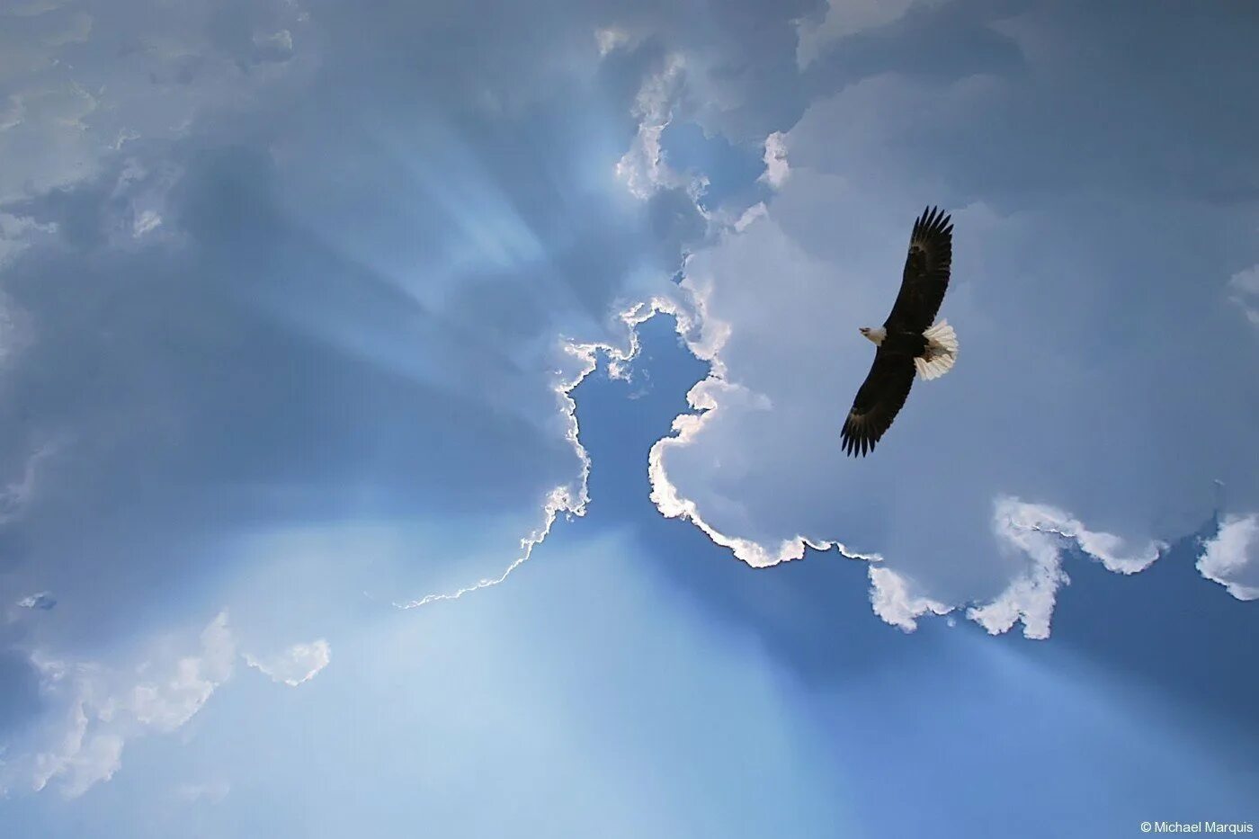 Песня птица взлетает в небо. Орел парящий в небе. Орел в небе. Птица парит в небе. Парящая птица.