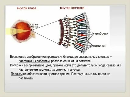 Какому цвету избирательно