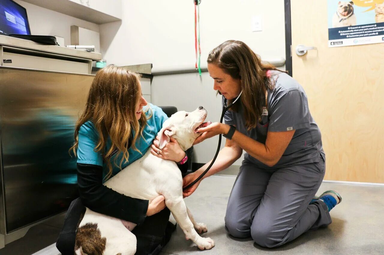 Ветврач в городе. Ветврач в городе. Ветеринарная деонтология. Спутник ветеринарная клиника на шереметьевской. Санитар ветеринарный.