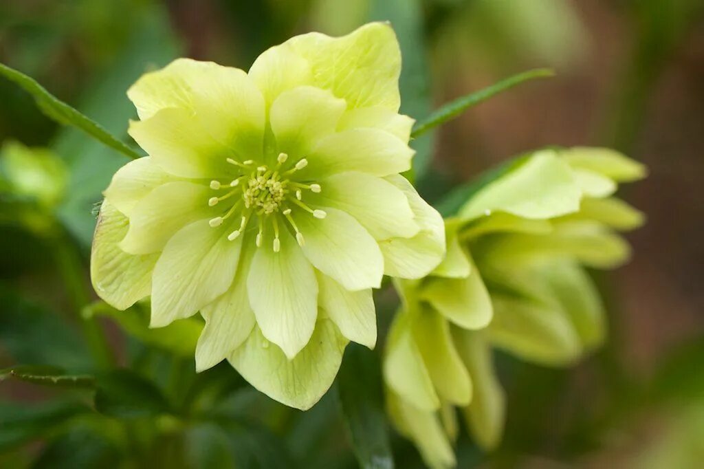 Морозник авито. Морозник геллеборус. морозник helleborus. морозник восточный голден дискавери. морозник гибридный.