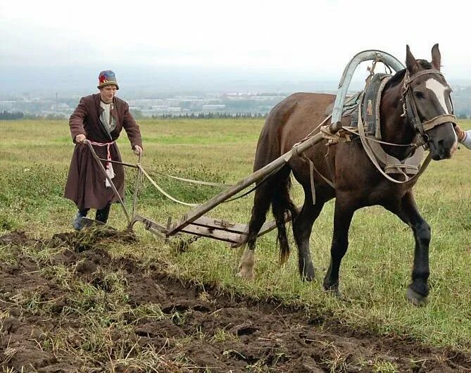 Лошадь пашет землю. Плуг для лошади. Крестьянин пашет землю.