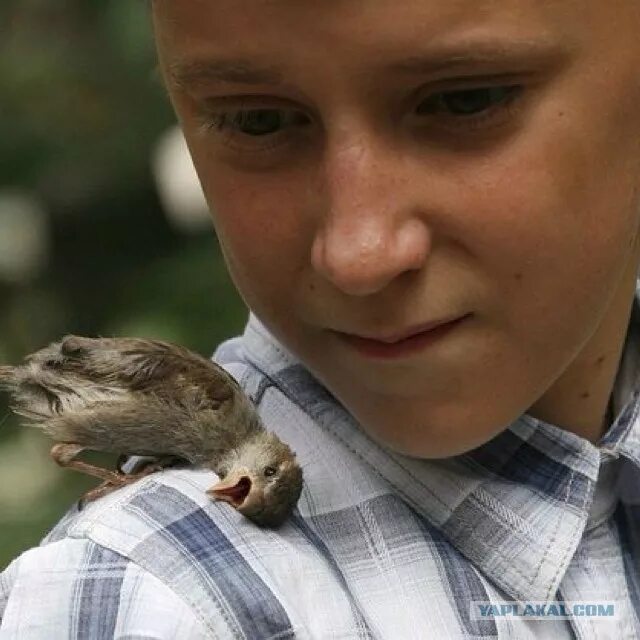 Всемирный день воробья. Сироты животные. Фото интересные и Познавательные. Прирученный Воробей. День воробья мероприятия