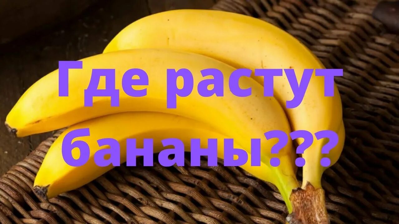 Видео где банан. Банан комнатный. Как растут бананы. Бывают тигровые бананы. Где где растут бананы.