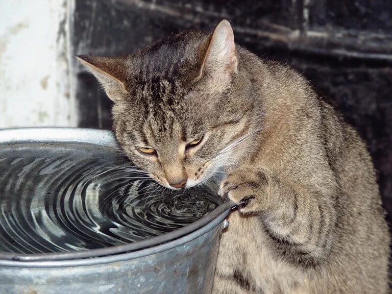 Сушняк 2. Кот пьет воду. Кот пьет из ведра. Кот в ведре с водой. Кот понедельник.