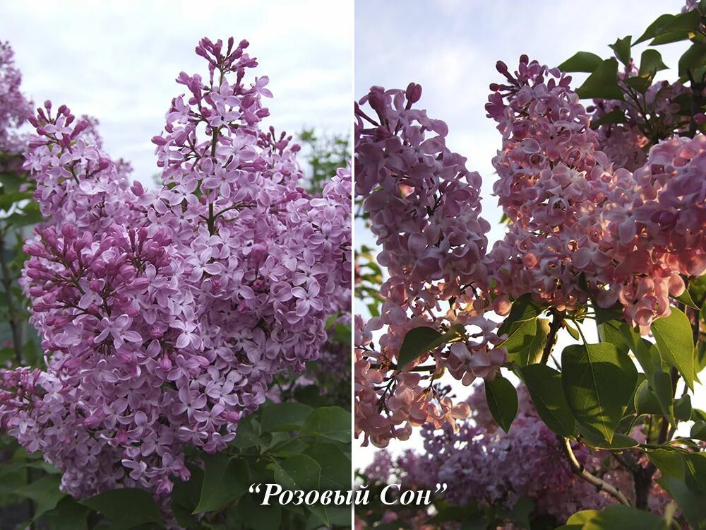 Видеть во сне сирень цветущую. Сирень розовый сон syringa розовый сон. сирень розовая дымка. сирень розовый романс. кроха розовая сирень.