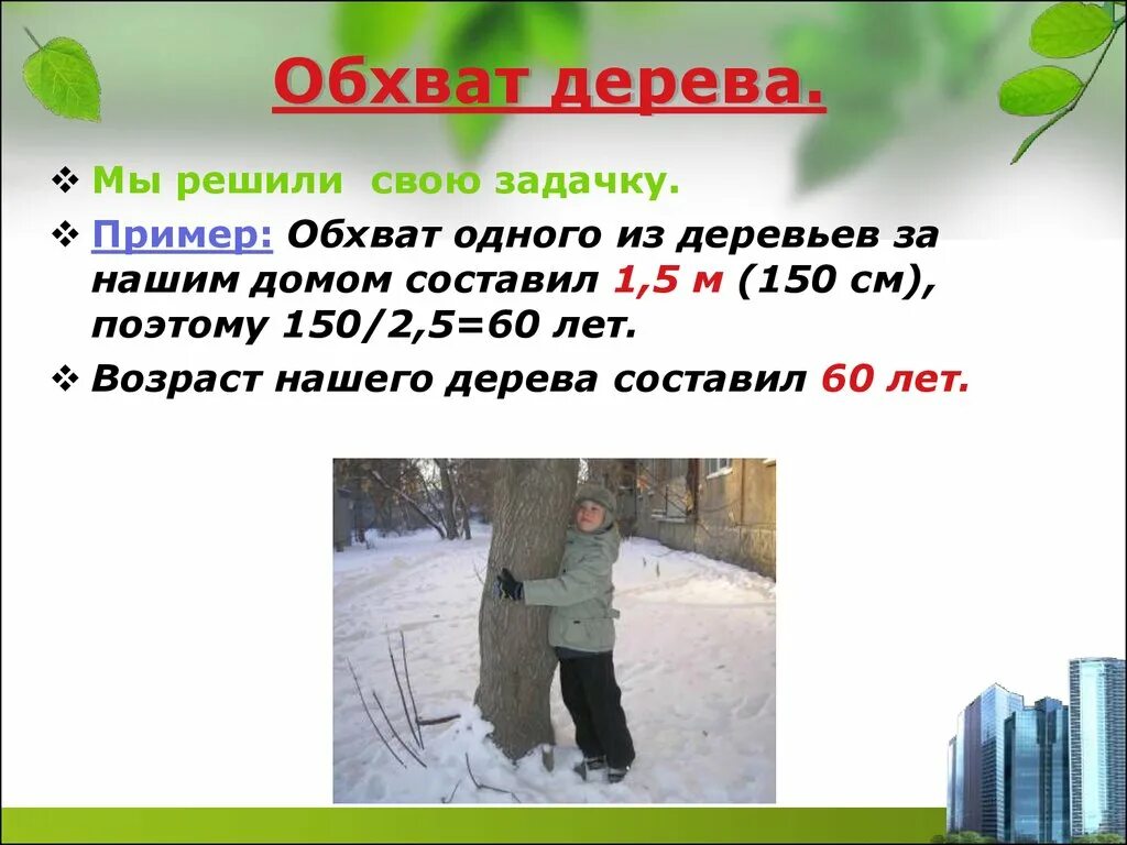 Определение возраста дерева по диаметру ствола таблица. Обхват деревьев. Измерение дерева. Измеряется диаметр ствола дерева. Обхват деревьев.