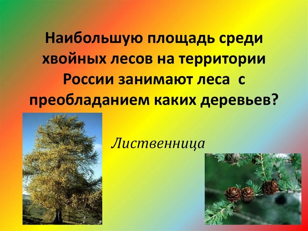 Растительное сообщество с преобладанием хвойных. Какие леса занимают наибольшую площадь. Самую большую территорию России занимают какие леса. Занимают самую большую площадь среди лесов. Леса из каких деревьев занимают наибольшую площадь в тайге.