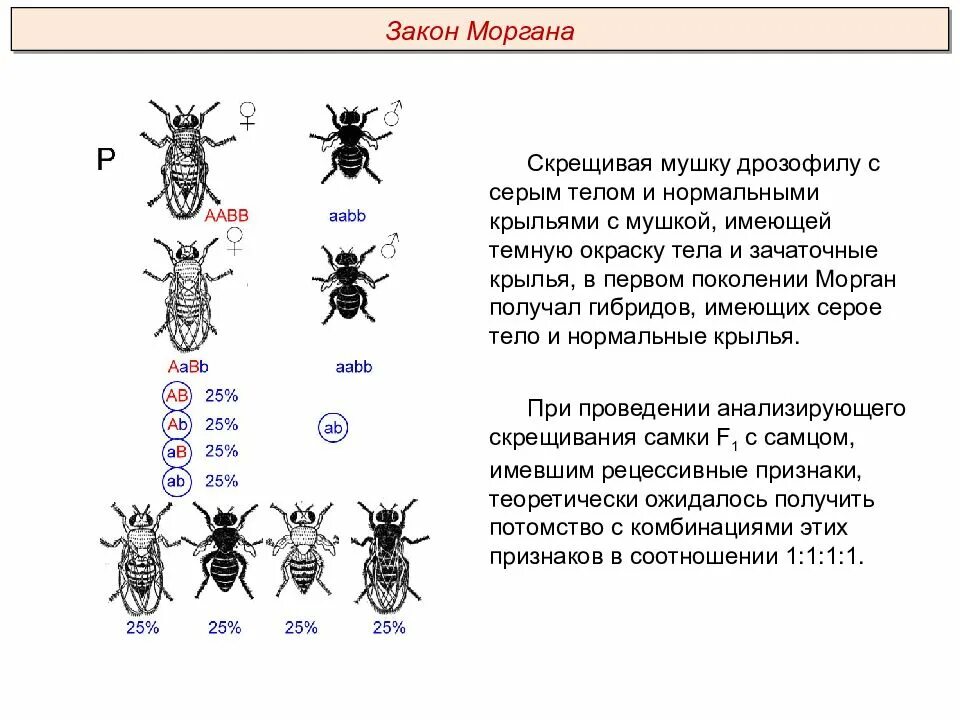 При скрещивании 2 мух дрозофил. Сцепленное наследование признаков (опыты Томаса Моргана). Опыты Томаса Моргана с дрозофилами. Закон Моргана о сцепленном наследовании. Сцепленное наследование у дрозофилы опыты Моргана.