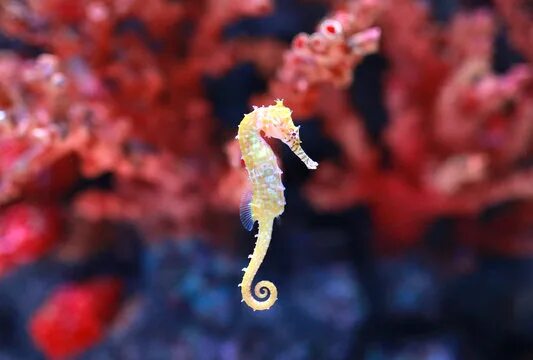 seahorse - Bing in 2025 Beautiful sea creatures, Underwater animals, Ocean creat