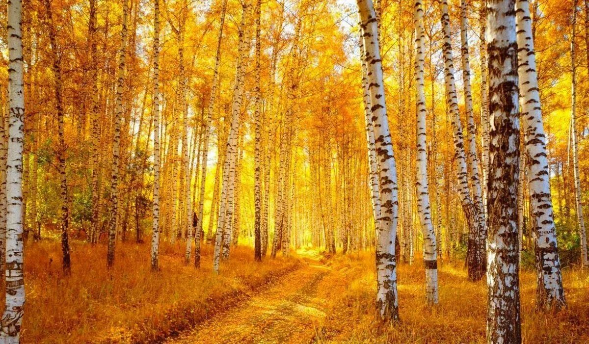 Алтайский заповедник береза бородавчатая. Символ россии береза осенью. Лес лиловый золотой багряный. Осенний лес лиловый золотой багряный. Лес багряный золотой.