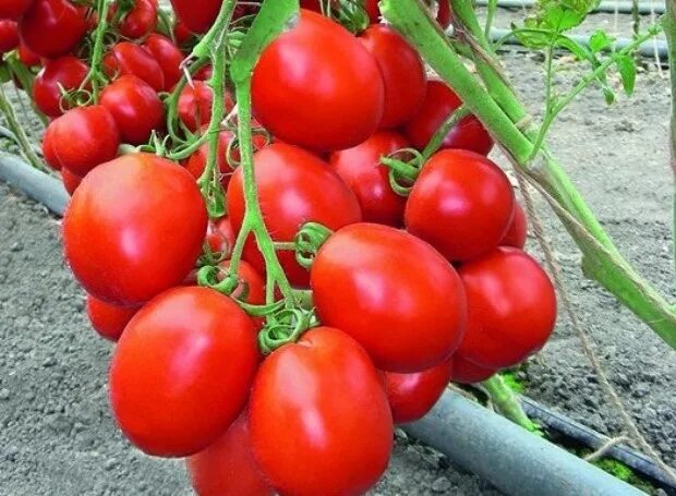 Исакова татьяна томат. Бенито f1. Томат рая. Сорт томата шарья. Сорт томата рай.