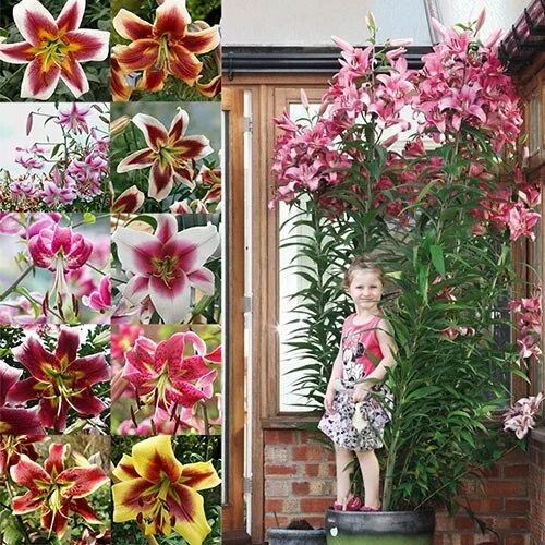 Passion Moon Trumpet Lily Part shade flowers, Trumpet lily, Shade flowers