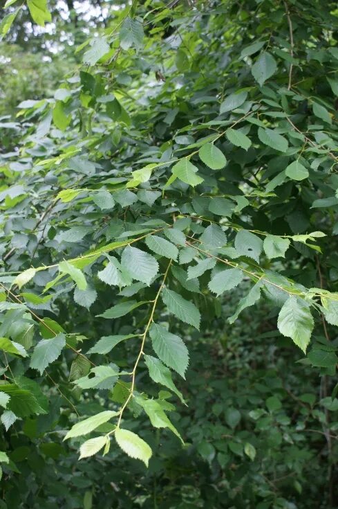 вяз шершавый (ulmus glabra). золотой вяз. вяз гладкий (ulmus laevis). карагач 4 буквы. вяз, берест, карагач.