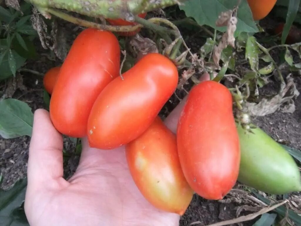 Свекла купчиха сибирский сад. Томат купчиха характеристика. Гаспачо семена томата. Гаспачо томат описание. Гаспачо семена томата.