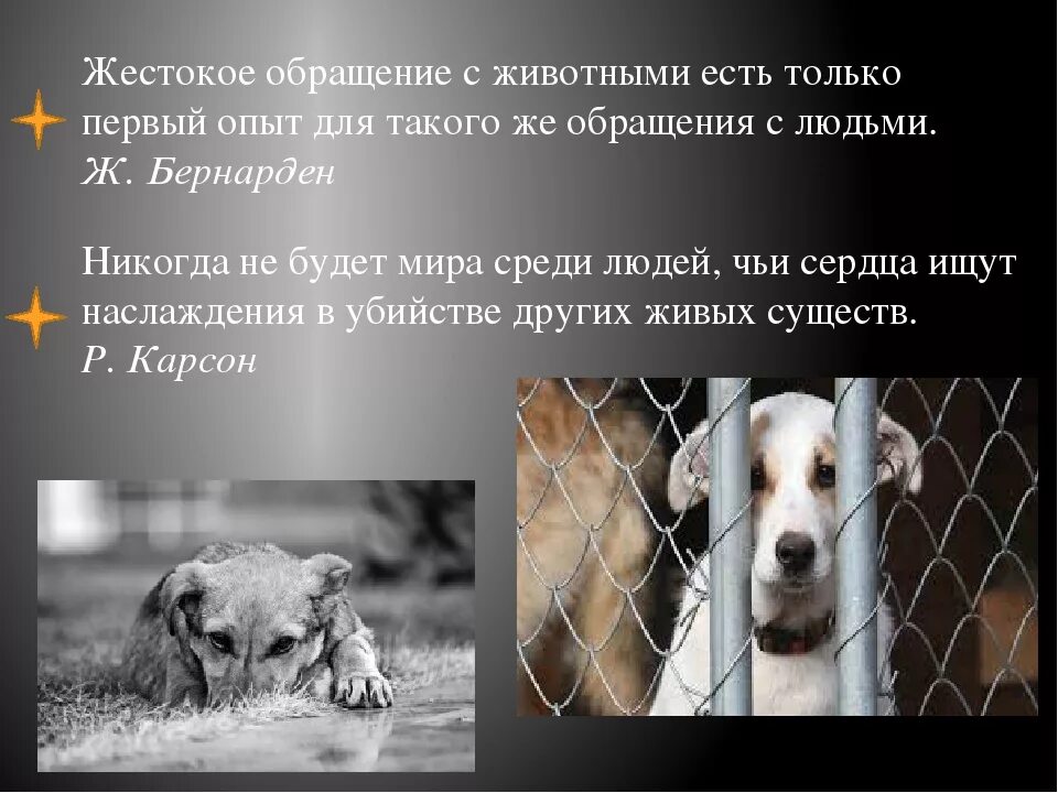 Какое отношение к животным. Жестокое обращение с животными презентация. жестокость по отношению к животным.