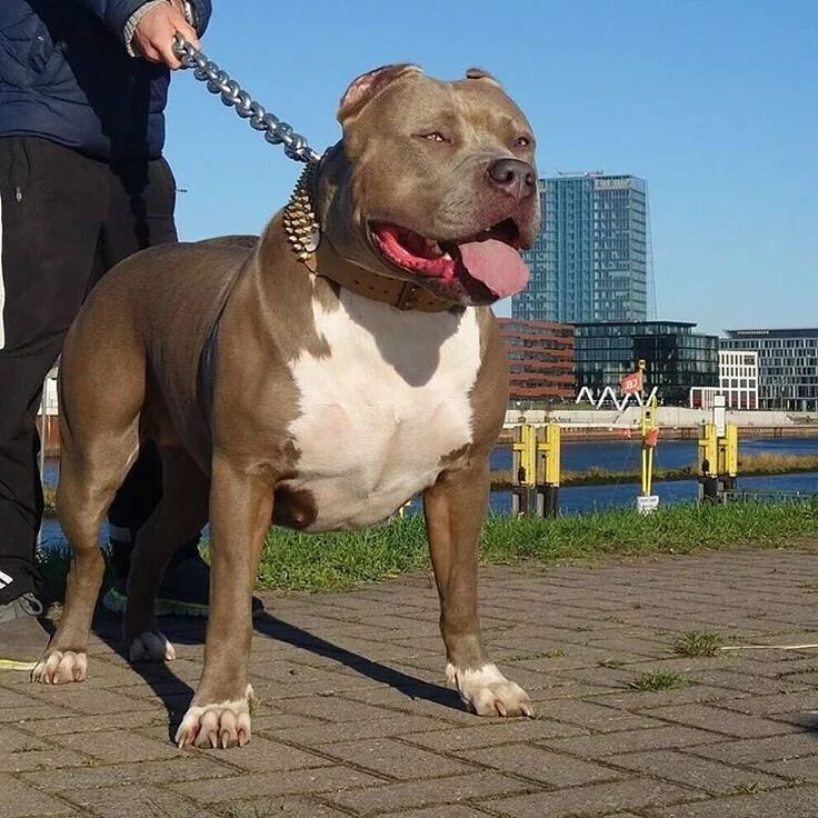 Питбультерьер спайк. Американский бульдог булли. Самые сильные питбули. Американский питбультерьер халк. Американский стаффордширский терьер халк.