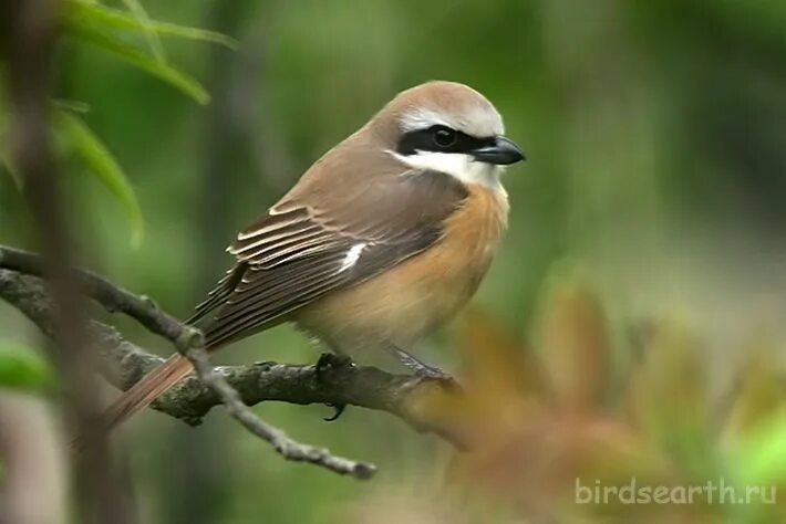 15/11/2010 at SAANR Bird species, Bird, Species