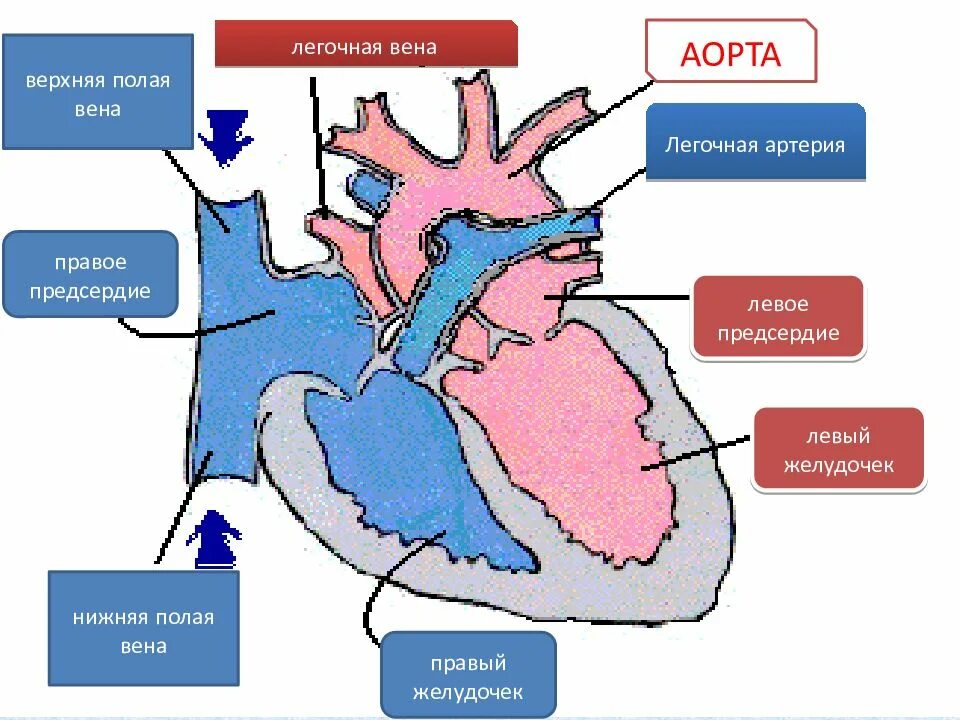 Правая легочная артерия в каком предсердии. Легочная вена верхняя полая вена. артериальная вена легочной вены. верхняя полая вена аорта легочная вена. правая нижняя легочная вена.
