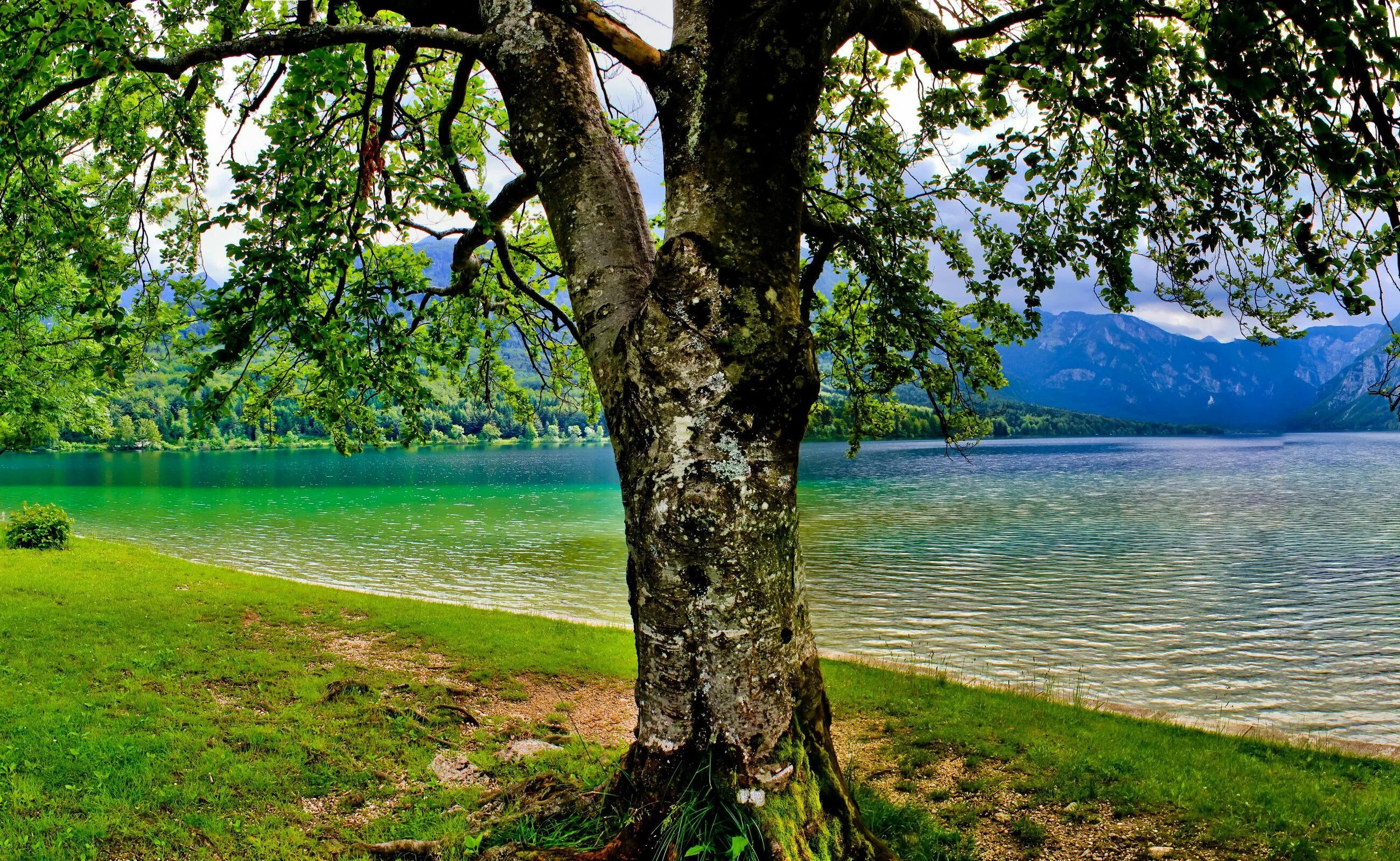 Trees lake