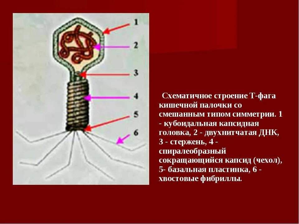 Тип симметрии змей. Смешанный Тип симметрии капсида. Схематичное строение. Схематичное строение т фаги. Кишечная палочка строение.