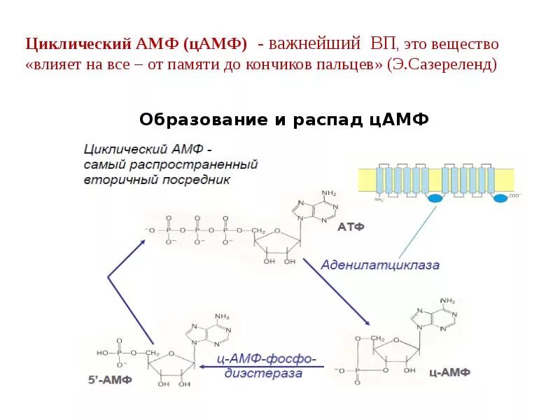 Атф цамф. Накопление цамф в клетках. цамф-фосфодиэстеразы. циклические нуклеотиды (цамф, цгмф)..