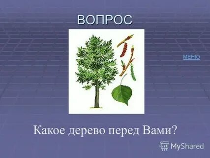 Какое дерево важнее