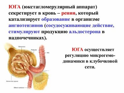 Юга почек