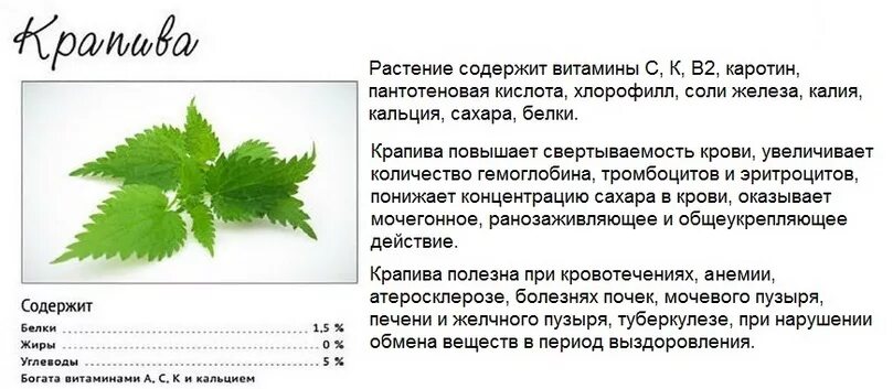 Крапива железо. Крапива двудомная отвар. Полезные свойства крапивы. Крапива лекарственное растение. Отвар крапивы для поднятия гемоглобина.