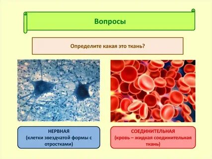Какая ткань защищает органы