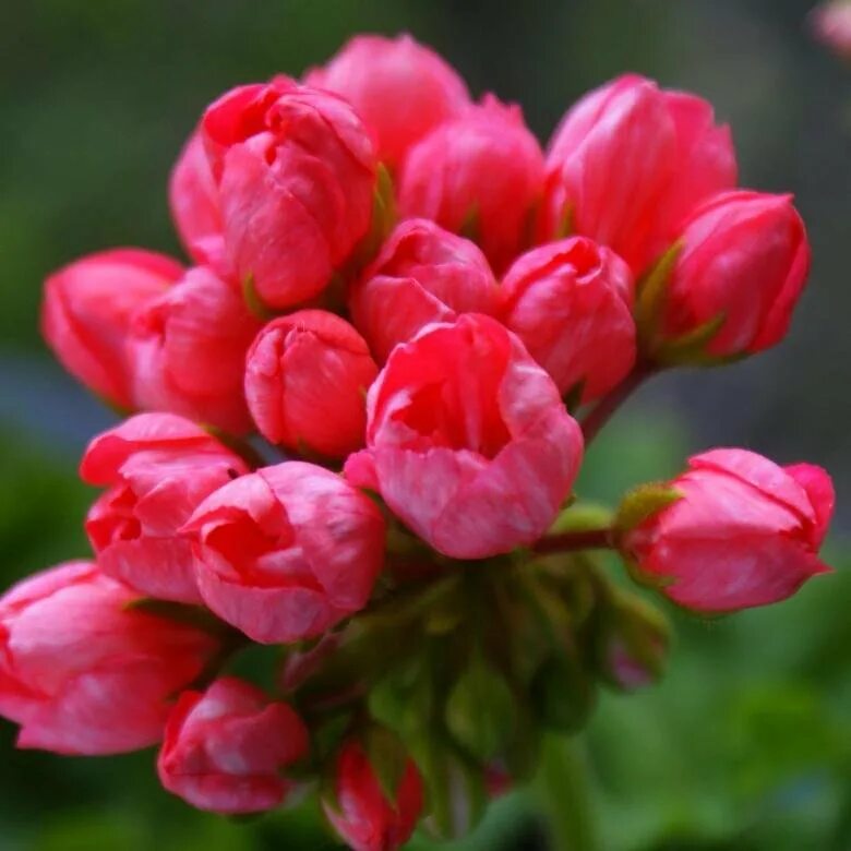 Пеларгония тюльпановидная эмма. Пеларгония тюльпановидная red. Герань эмма тюльпановидная. Герань тюльпановидная. Тюльпанка.