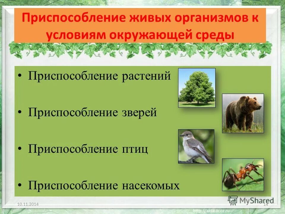 Какие приспособления к окружающей. Какие приспособления к окружающей