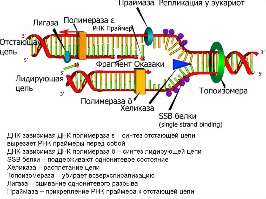 ДНК полимераза эукариот строение. Репликация РНК Праймеры. ДНК праймаза. Репликация ДНК Синтез праймера.