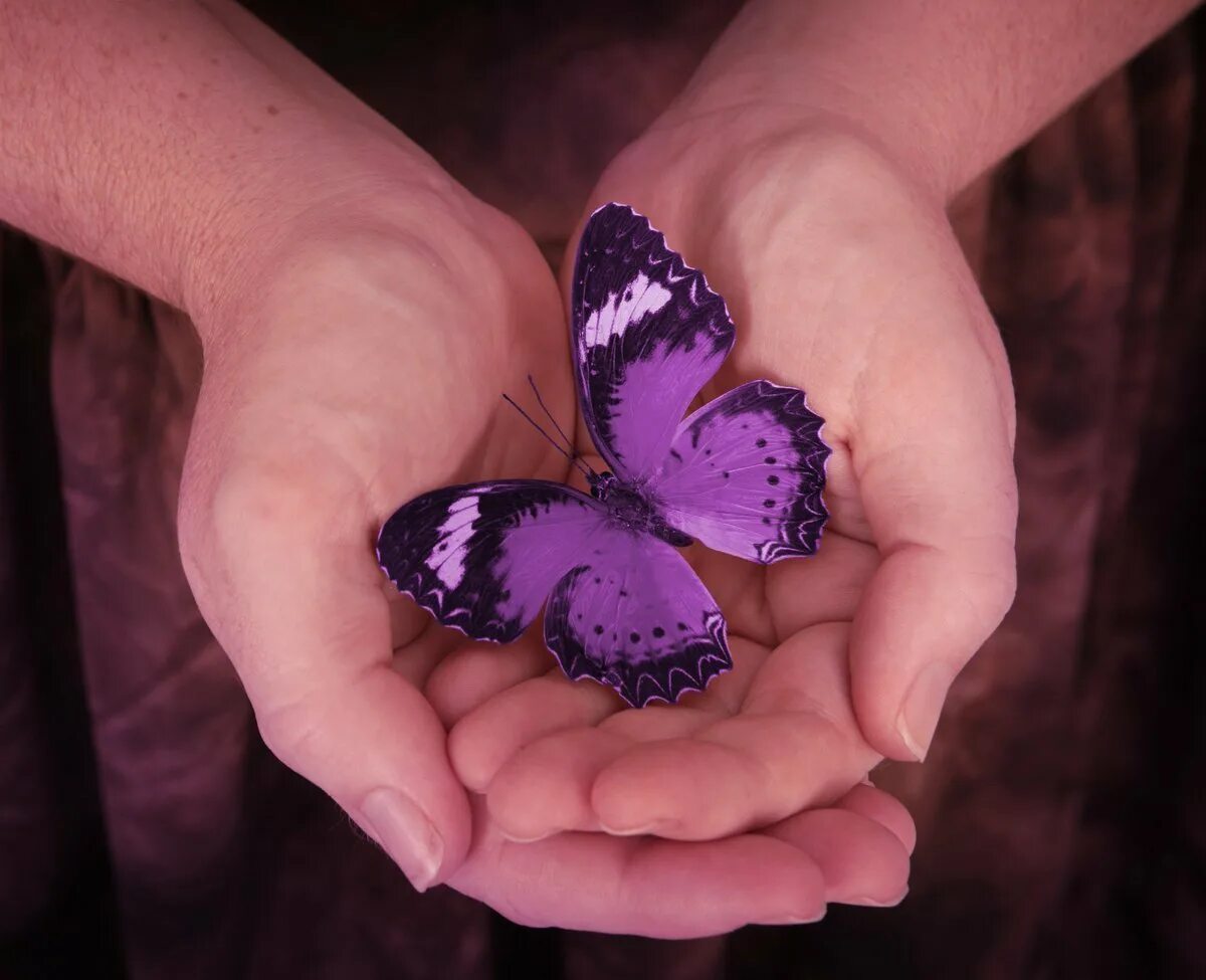 Фиолетовые бабочки картинки. Ацетозея бабочка. Бабочка фиолетовая. Маленькие бабочки. Сиреневые бабочки.
