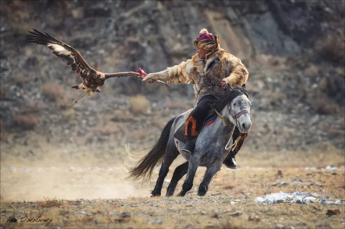 кочевник предложение