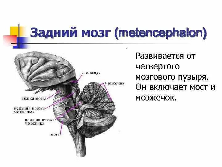 Что входит в состав заднего мозга. Задний мозг мост и мозжечок строение и функции. Функции заднего мозга кратко. Задний мозг функции мозжечка. Функции моста и мозжечка заднего мозга.