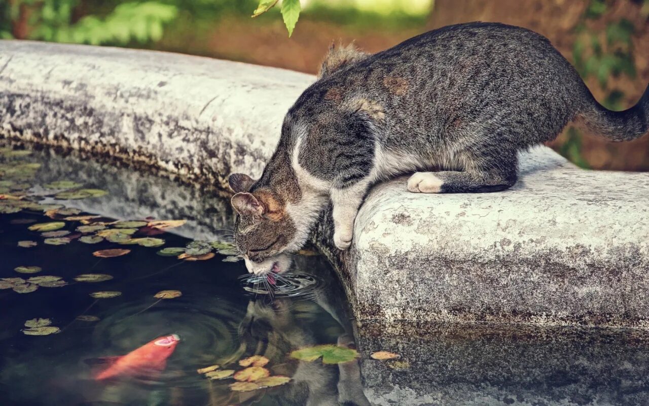 Рыбный кот. Водяная кошка. Кот в воде. Кошки у пруда.