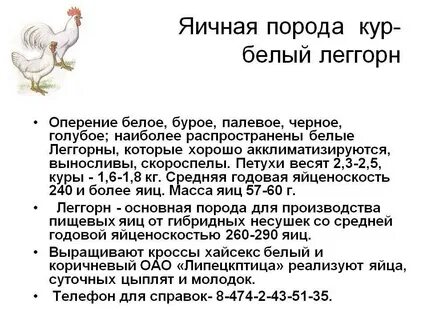 Сколько яиц несет курица в день несушка