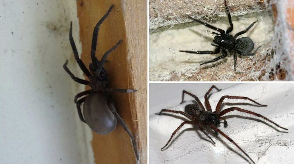 Пауки в доме. Черные домашние пауки. Пауки живущие в домах. Домашние ядовитые пауки.