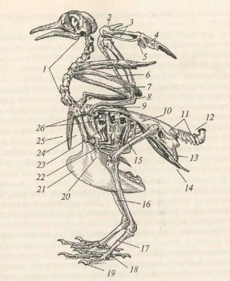 Внутреннее строение птиц скелет. Строение скелета голубя. Строение скелета птицы. Скелетное строение голубя. Внутреннее строение голубя скелет.