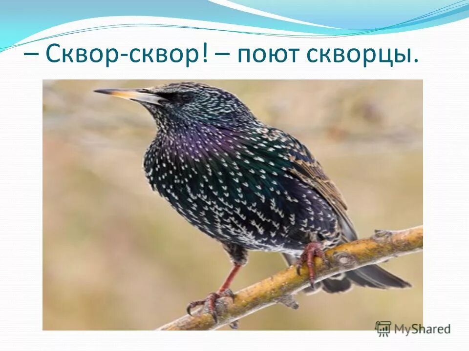 Певчий скворец. Скворец фото окружающий мир 2 класс. Скворец урал. Скворец фото окружающий мир 2 класс. Скворец для детей.
