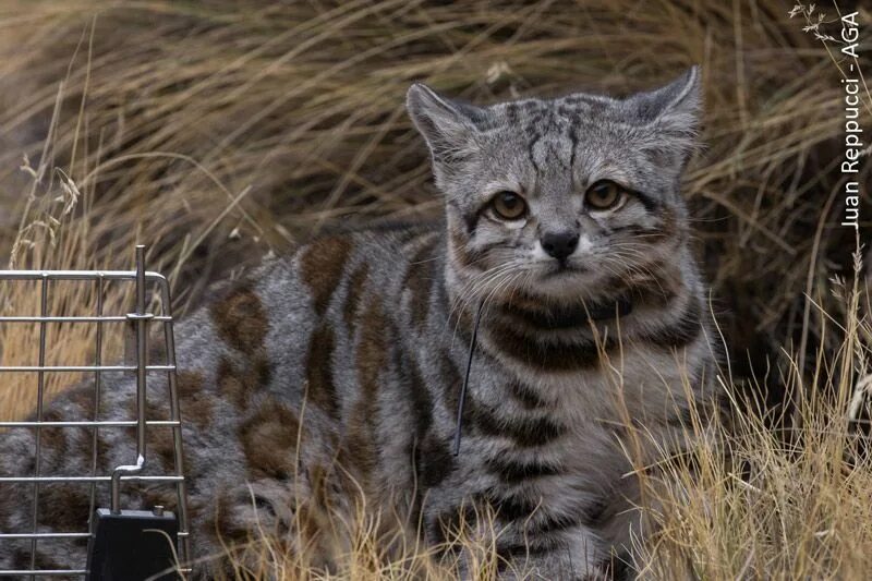 Кот живущий в горах