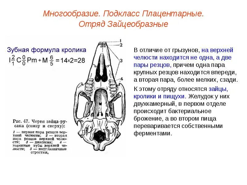 Какую особенность имеют резцы у грызунов. Строение зубов зайцеобразных. Строение зубов грызунов и зайцеобразных. Зубы зайцеобразных строение. Строение черепа грызунов и зайцеобразных.