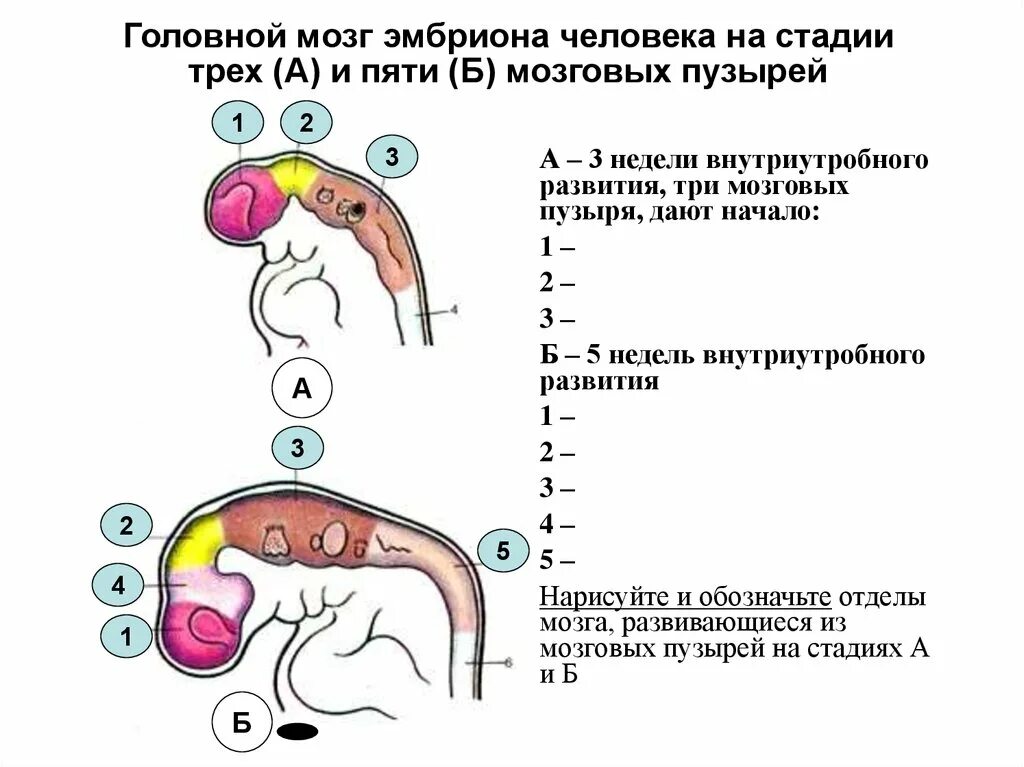 3 пузыря мозга. Головной мозг эмбриона человека. Стадии развития мозговых пузырей. Этапы развития головного мозга. Головной мозг эмбриона на стадии 3 и 5 пузырей.