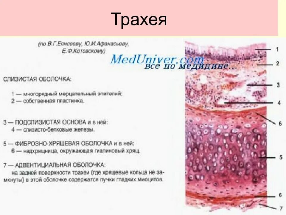 Трахея гистологический