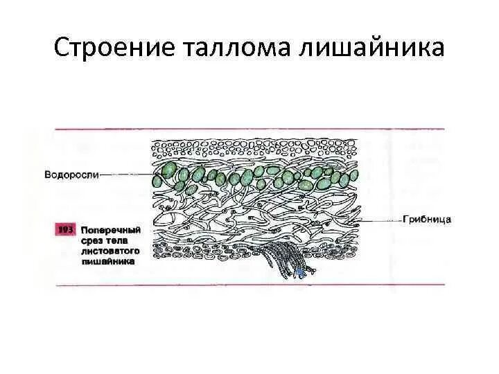 Строение слоевища лишайника рисунок. Строение слоевища лишайника. Внутреннее строение лишайника. Строение лишайника на поперечном разрезе.