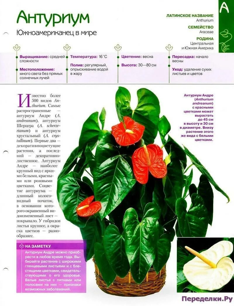 Антуриум шерцера салатовый. Цветок антуриум описание. Красный антуриум цветок. Антуриум цветок краткое описание. Домашние цветы описание.